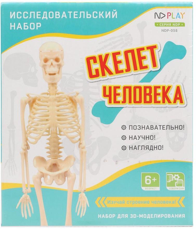 Набор исследовательский Скелет человека