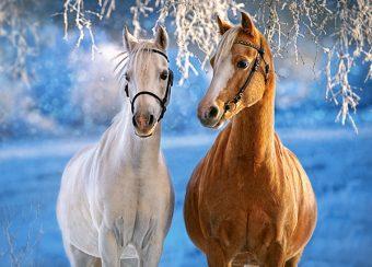 Пазлы 260 Лошади зимой - изображение 1