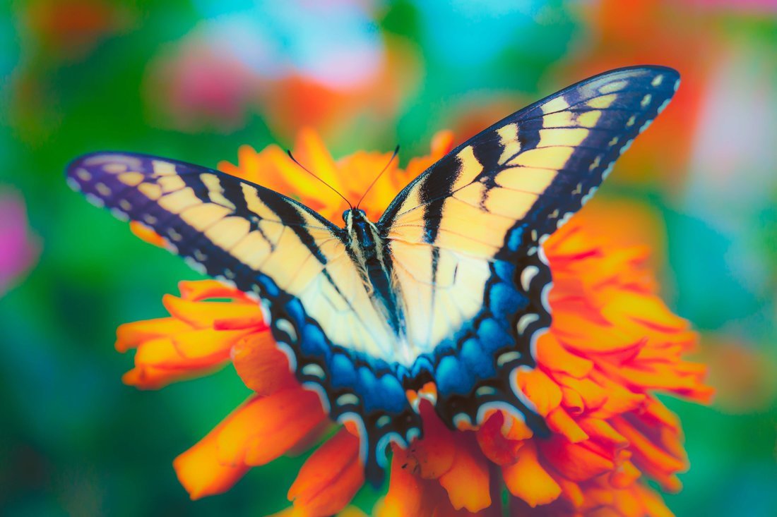 Алмазная мозаика Красивая бабочка, 17х22 см, 23 цв, полн. заполнение, с подр.